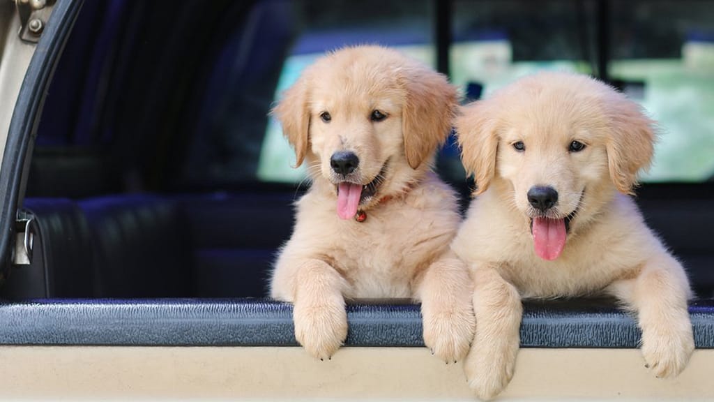 Very cute puppies